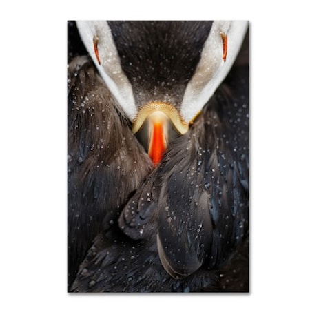 Trademark Fine Art Mario Suarez 'Puffin Studio' Canvas Art, 22x32 1X01799-C2232GG